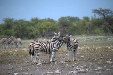 Zebre in wild savanna , Animal of africa