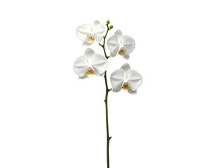 Obraz premium Isolated white orchid flower on white background, jpeg, png