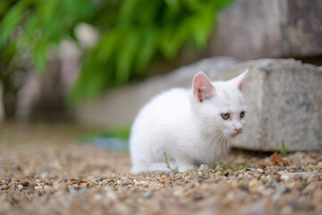 5月、すくすく育つ白い仔猫