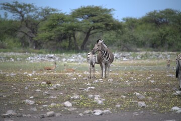 Zebre in wild savanna , Animal of africa