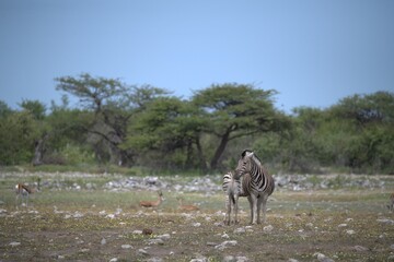 Zebre in wild savanna , Animal of africa