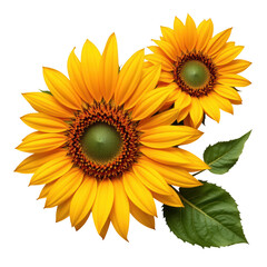 Fototapeta premium Sunflower with bright yellow petals and green leaves, vibrant and fresh, symbolizing warmth and happiness