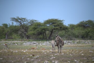 Zebre in wild savanna , Animal of africa