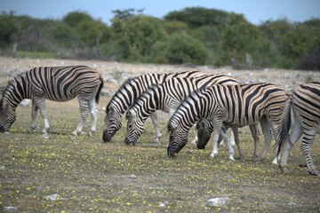 Zebre in wild savanna , Animal of africa