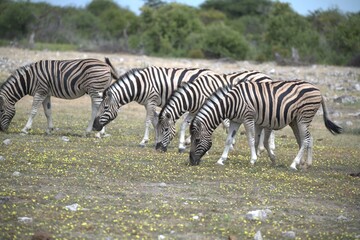 Zebre in wild savanna , Animal of africa