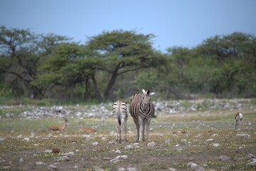 Zebre in wild savanna , Animal of africa
