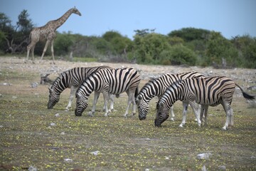 Zebre in wild savanna , Animal of africa