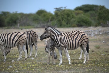 Zebre in wild savanna , Animal of africa
