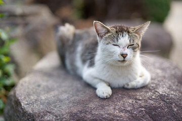 5月、リラックスする野良猫