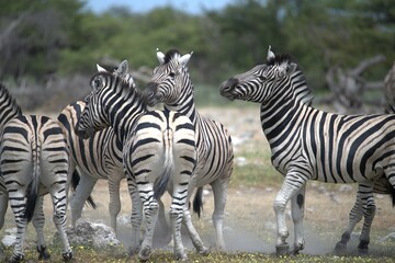 Zebre in wild savanna , Animal of africa