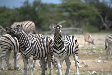Zebre in wild savanna , Animal of africa