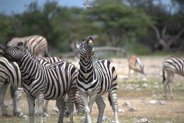 Zebre in wild savanna , Animal of africa