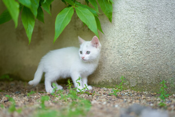 5月、すくすく育つ白い仔猫