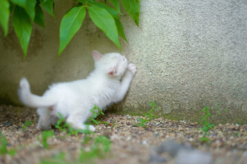 5月、すくすく育つ白い仔猫
