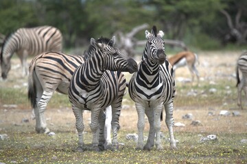 Zebre in wild savanna , Animal of africa