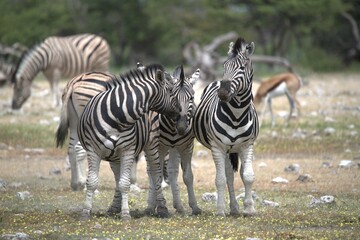 Zebre in wild savanna , Animal of africa