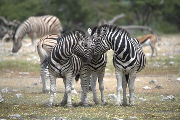 Zebre in wild savanna , Animal of africa