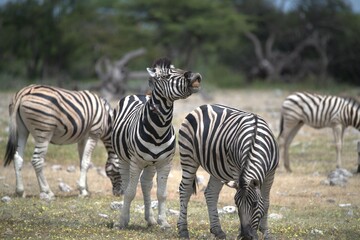 Zebre in wild savanna , Animal of africa
