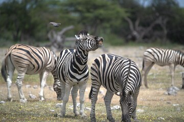Zebre in wild savanna , Animal of africa