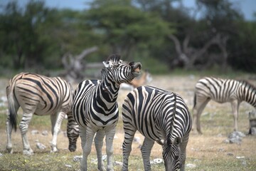 Zebre in wild savanna , Animal of africa