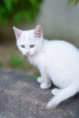 5月、すくすく育つ白い仔猫