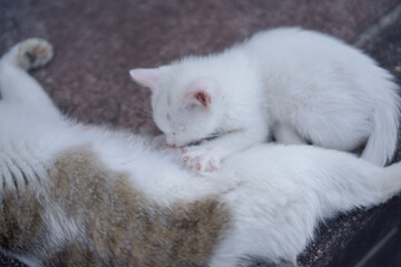 5月、お母さん猫のお乳を飲む白い仔猫