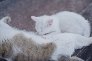 5月、お母さん猫のお乳を飲む白い仔猫