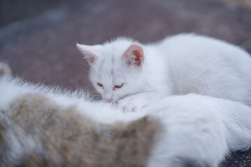 5月、お母さん猫のお乳を飲む白い仔猫