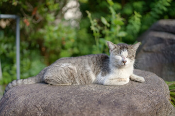 5月、リラックスする野良猫