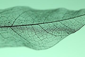 Beautiful skeleton leaf on light green background, macro view