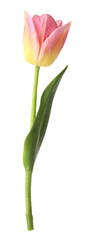 One beautiful colorful tulip isolated on white