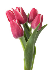 Many beautiful pink tulips isolated on white