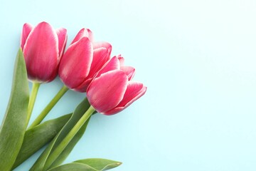 Beautiful tulip flowers on light background, top view. Space for text