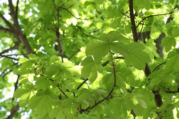 Beautiful tree crown with green leaves as background, closeup