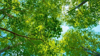 Obraz premium Looking up at green tree leaves and branches against the blue sky