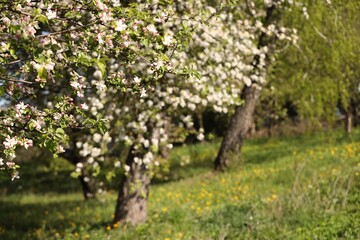 Beautiful blossoming apple tree in garden on sunny day, closeup. Space for text