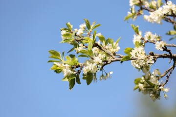 Beautiful blossoming plum tree with white flowers under blue sky, closeup. Space for text