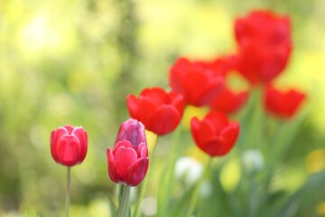 Obraz premium Many beautiful tulips growing outdoors in spring, closeup