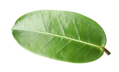 Obraz premium One green jasmine leaf isolated on white