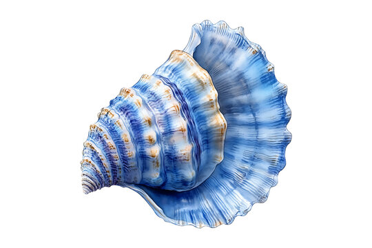 Blue watercolor seashell isolated on transparent background