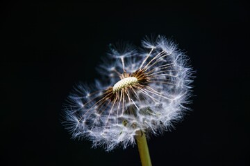 Close-up of a dandelion seed head on a black background, macro. Ideal for nature-themed designs, wellness concepts, backgrounds, or inspirational content.