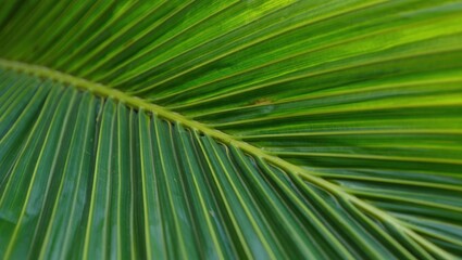Close up of vibrant green palm leaf showing its natural texture