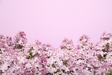 Fototapeta premium Beautiful lilac flowers on pink background, flat lay. Space for text