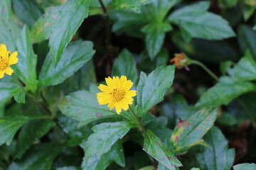 Yellow flowers in the park