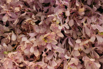 Fresh pink flowers for background