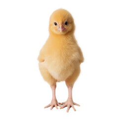 Chicken isolate on white background. Selective focus. nature.