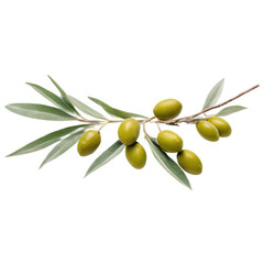 olive branch isolate on white background. Selective focus. food