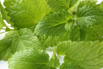 Fresh green lemon balm leaves on white background, closeup
