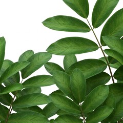 Fototapeta premium Lush foliage featuring vibrant green leaves and detailed textures in a natural setting