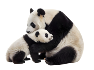 A mother panda with her baby